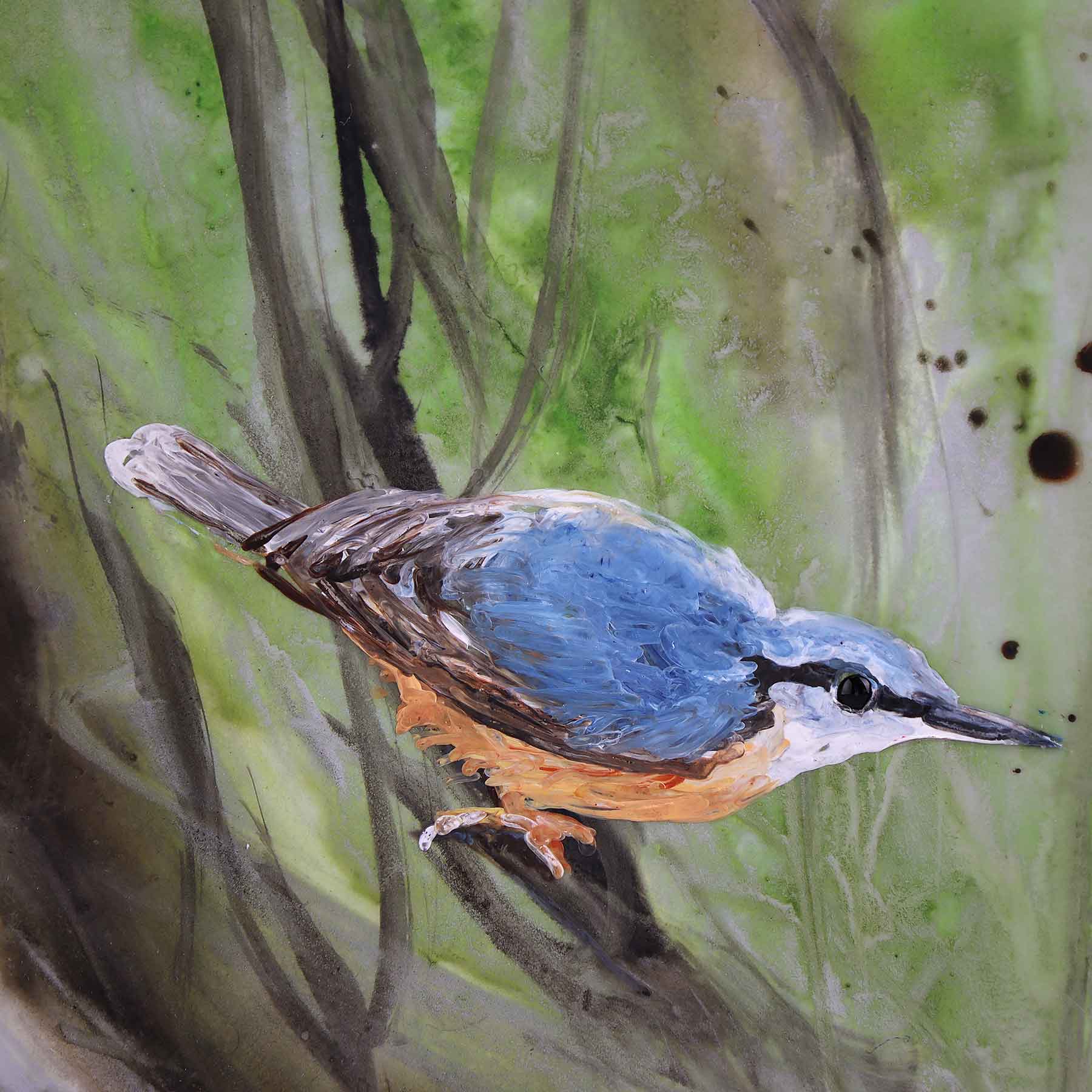 Nuthatch in Shrub, 6X6
