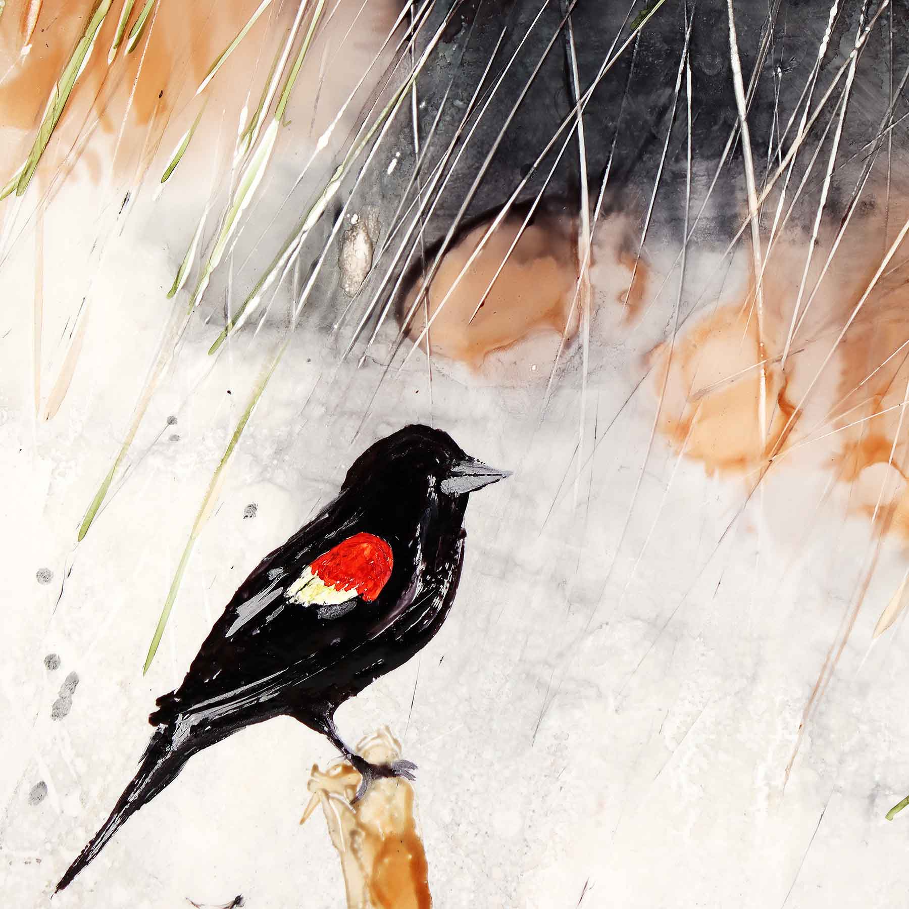 Red-winged Blackbird, 12X12