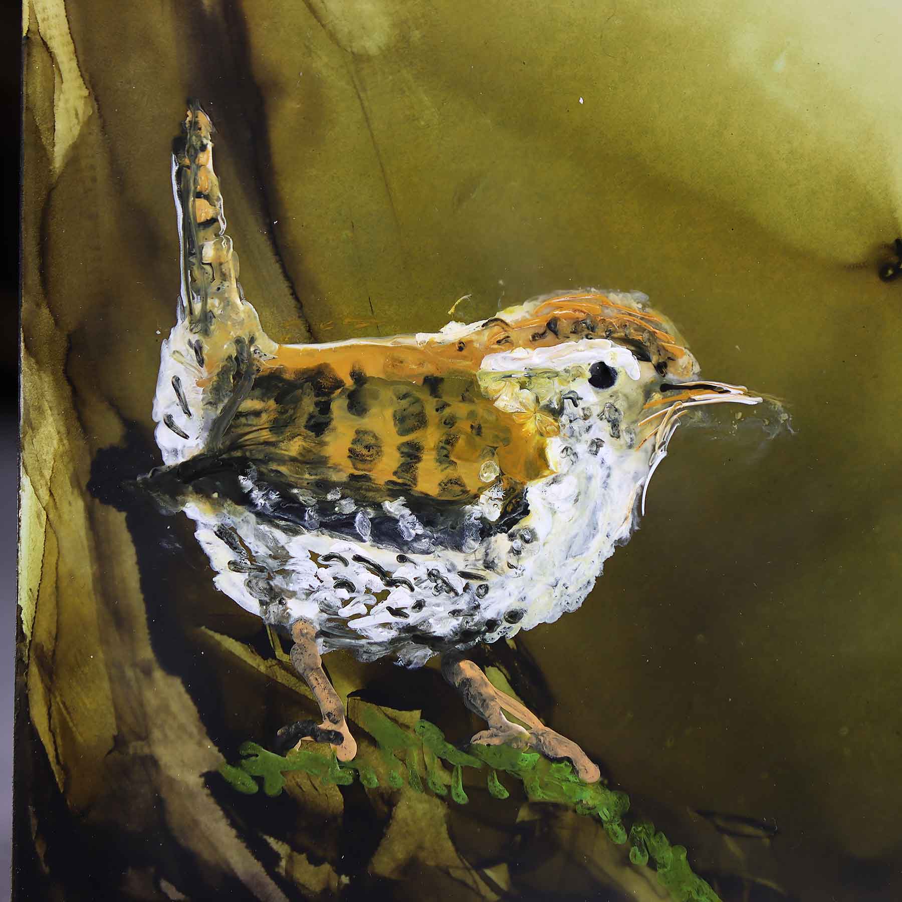Carolina Wren, 6X6