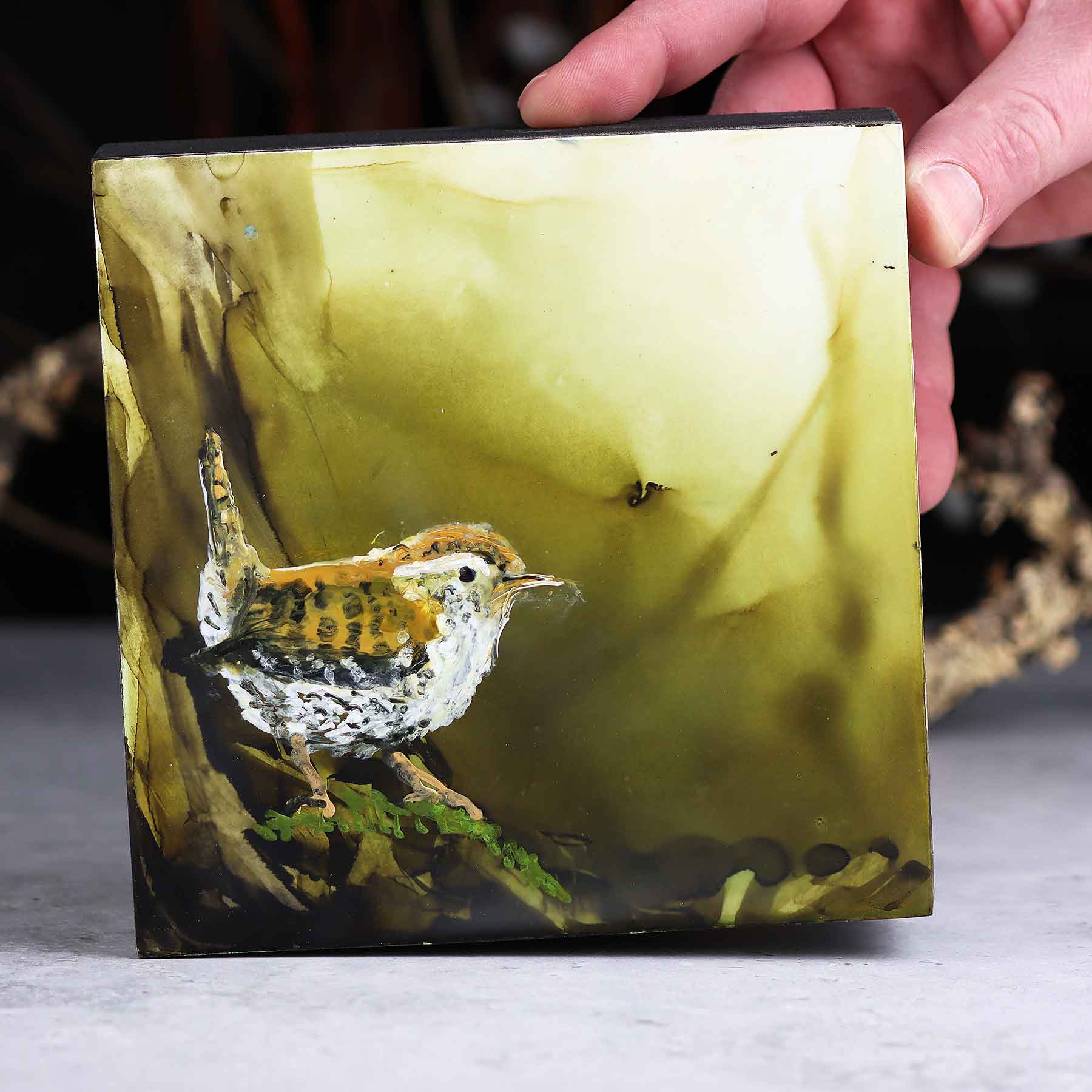 Carolina Wren, 6X6