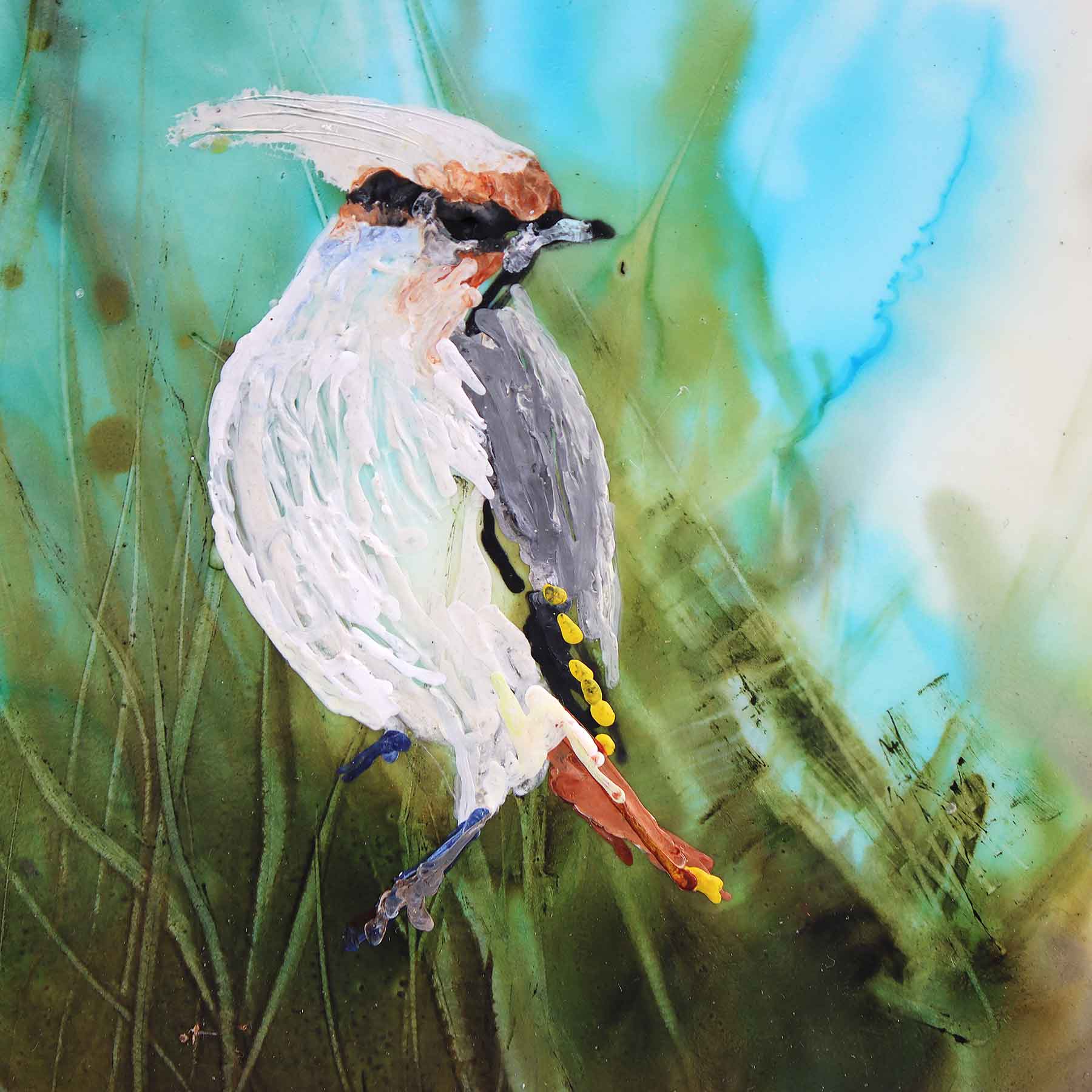 Cedar Waxwing, 6X6