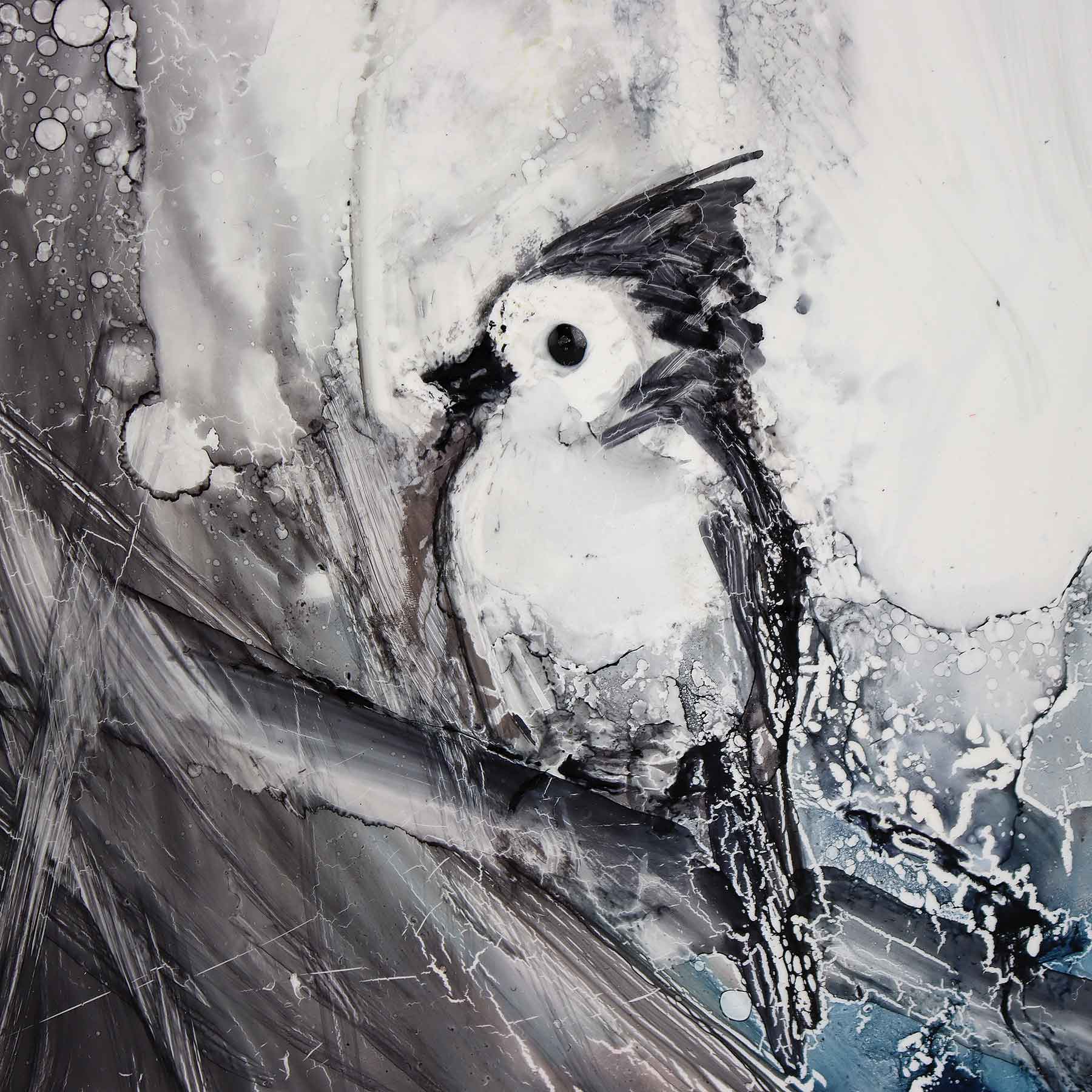 Titmouse, 6X6