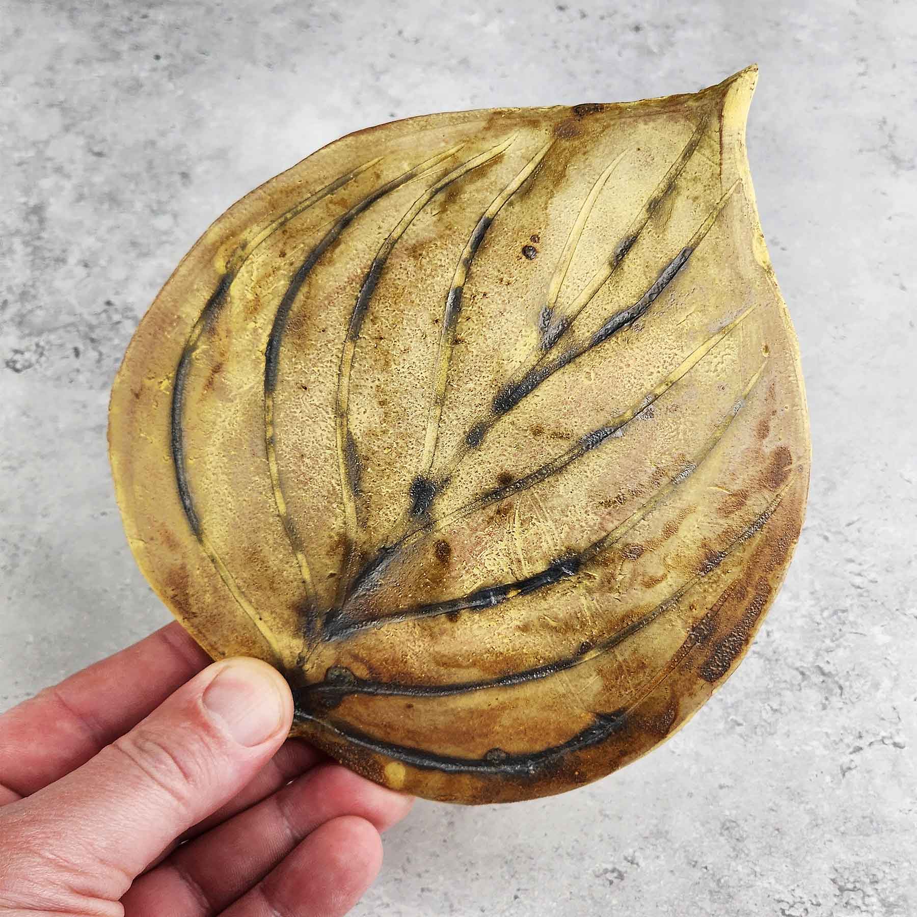 Round Hosta Leaf
