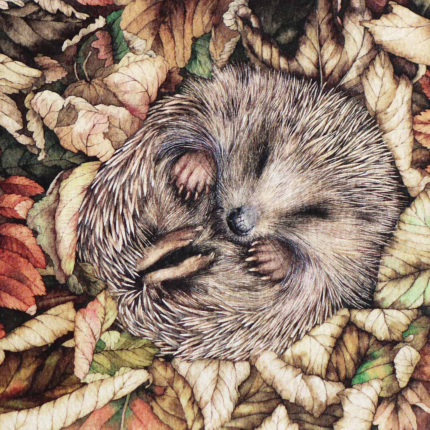 Hedgehog Asleep