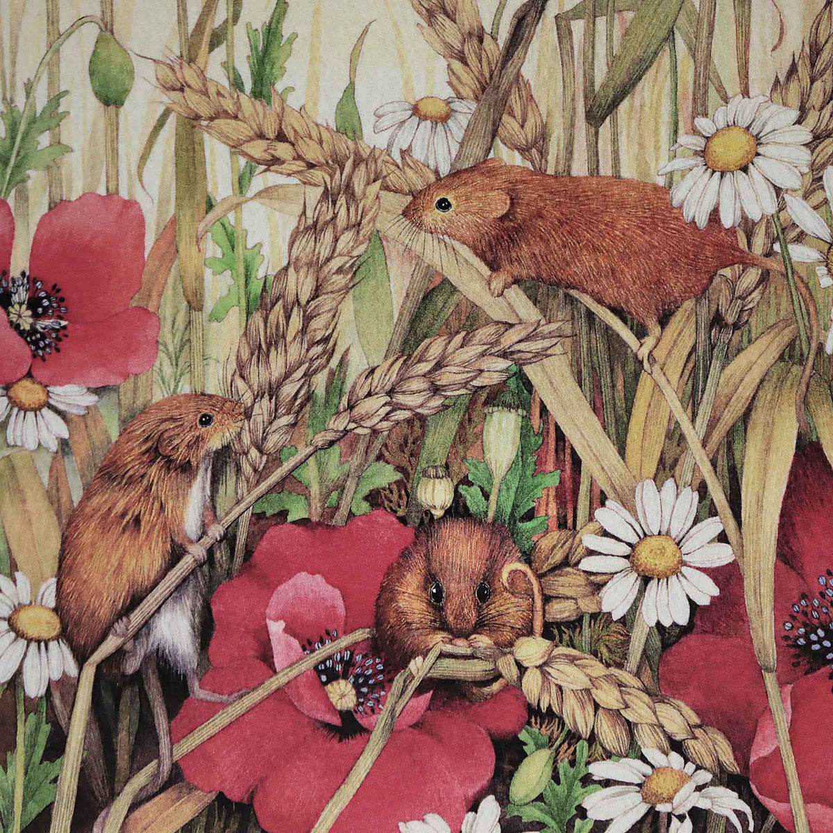 Harvest Mice, 5X7