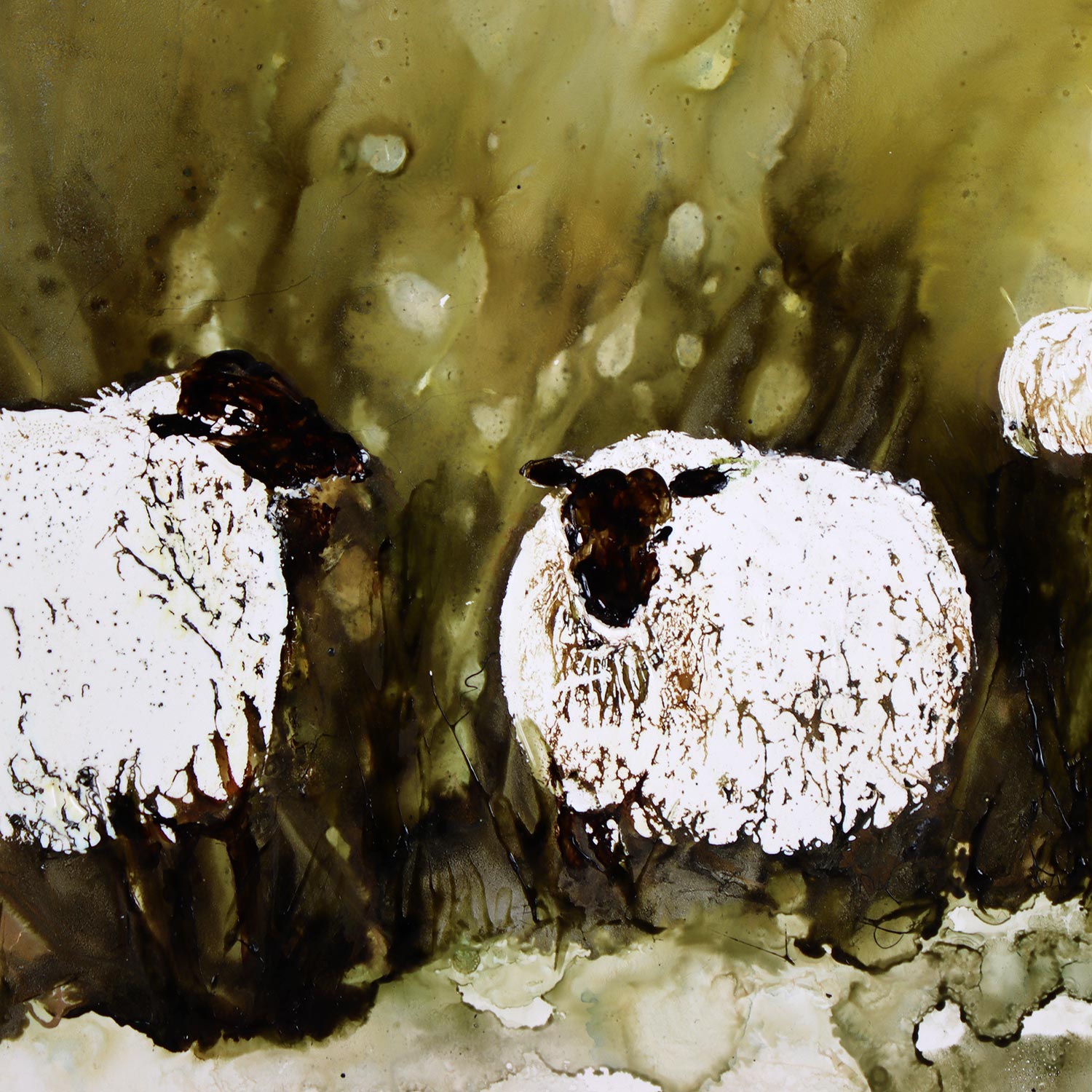 Black-faced Sheep Family